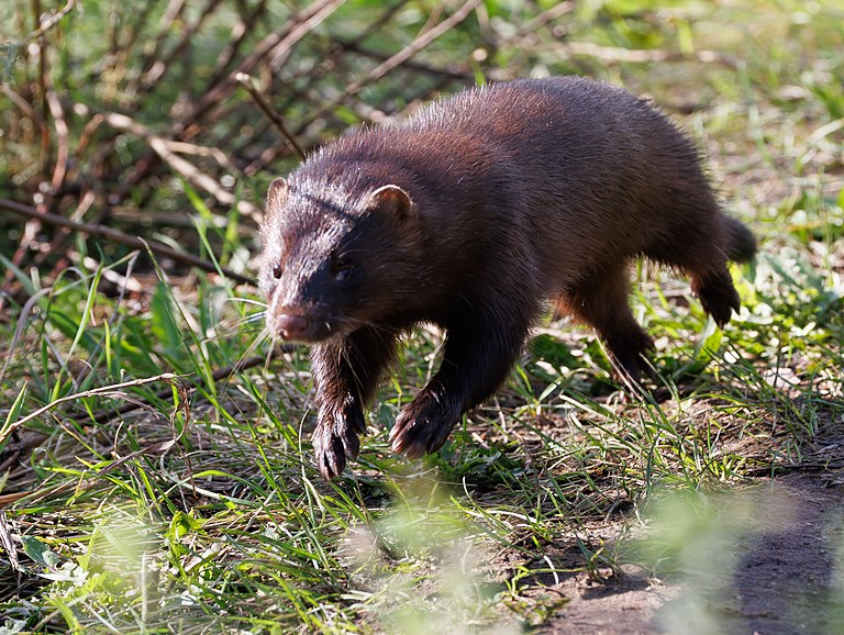 Американская норка (Mustela vison), Самарская область, Волжский район, сентябрь 2026