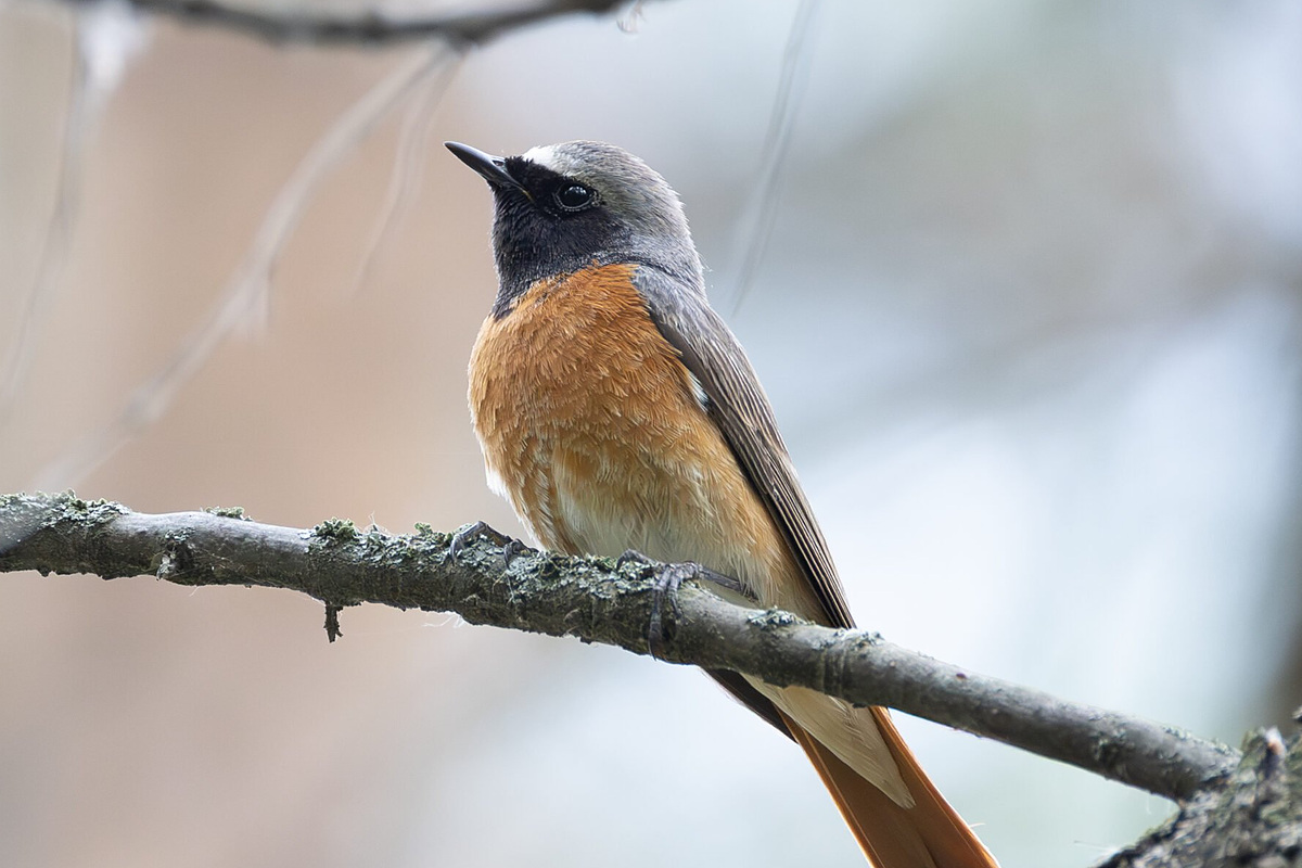 Горихвостка-лысушка (Phoenicurus phoenicurus), Самарская область, Волжский район, май 2026