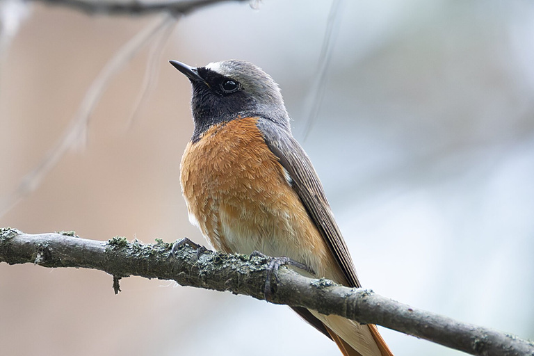 Горихвостка-лысушка (Phoenicurus phoenicurus), Самарская область, Волжский район, май 2026