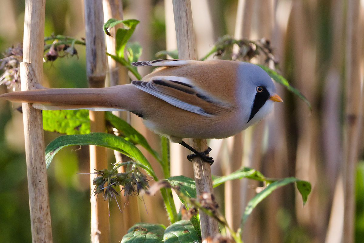 Усатая синица (Panurus biarmicus), Самарская область, Волжский район, сентябрь 2026