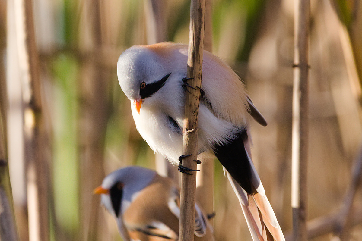 Усатая синица (Panurus biarmicus), Самарская область, Волжский район, сентябрь 2026