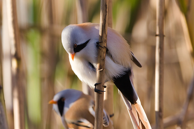 Усатая синица (Panurus biarmicus), Самарская область, Волжский район, сентябрь 2026