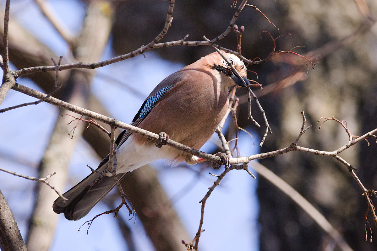 Сойка обыкновенная (Garrulus glandarius), Самарская область, городской округ Самара, март 2026