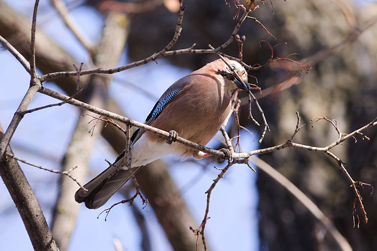 Сойка обыкновенная (Garrulus glandarius), Самарская область, городской округ Самара, март 2026