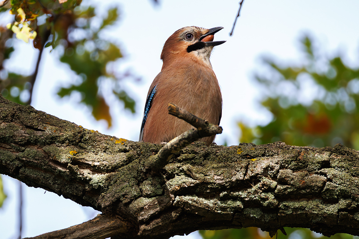 Сойка обыкновенная (Garrulus glandarius), Самарская область, городской округ Самара, сентябрь 2026