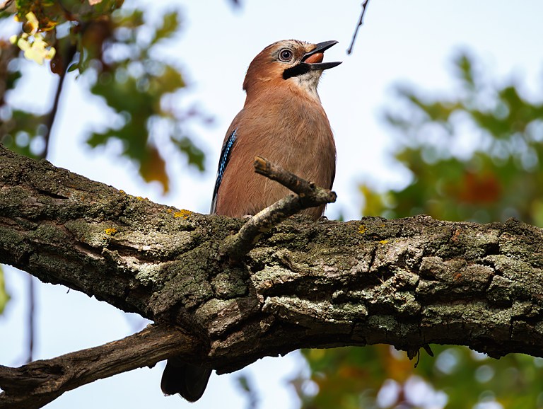 Сойка обыкновенная (Garrulus glandarius), Самарская область, городской округ Самара, сентябрь 2026