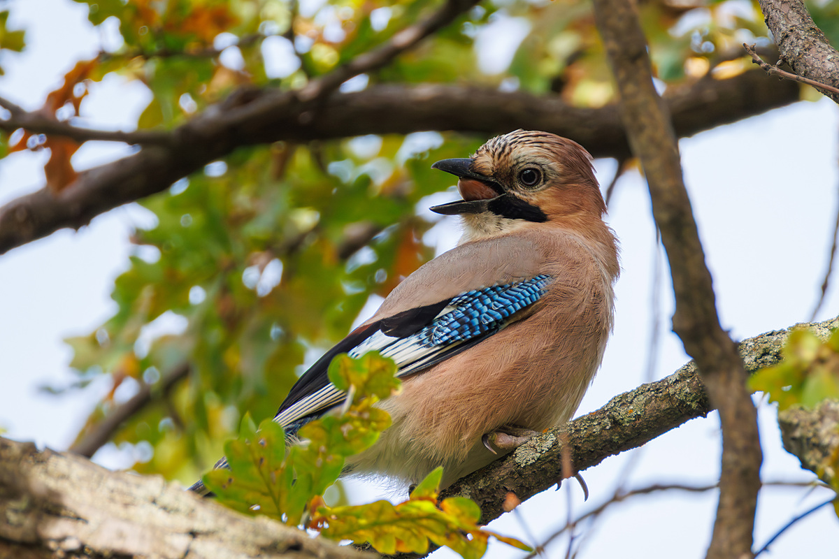 Сойка обыкновенная (Garrulus glandarius), Самарская область, городской округ Самара, сентябрь 2026