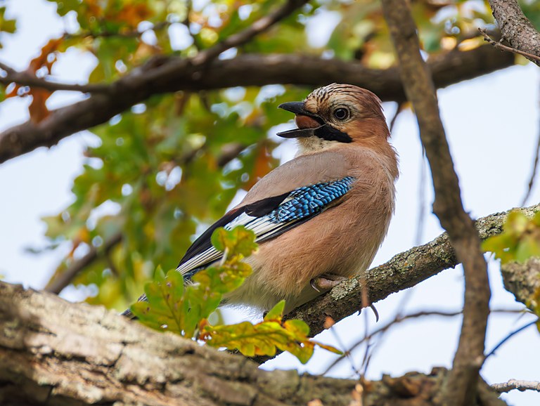 Сойка обыкновенная (Garrulus glandarius), Самарская область, городской округ Самара, сентябрь 2026