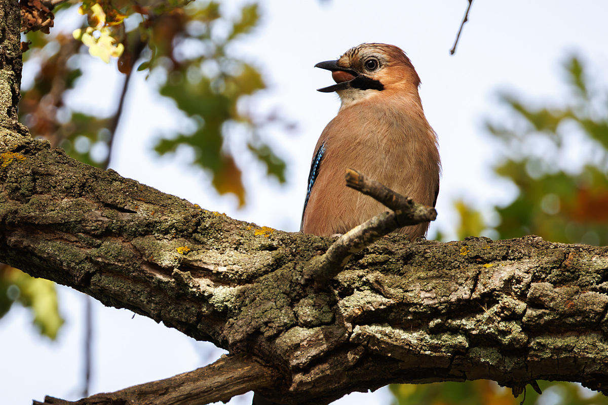 Сойка обыкновенная (Garrulus glandarius), Самарская область, городской округ Самара, сентябрь 2026
