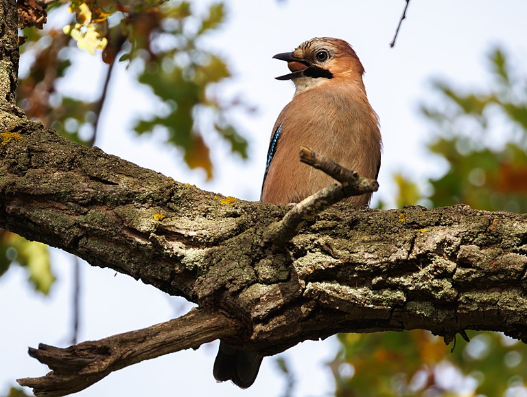 Сойка обыкновенная (Garrulus glandarius), Самарская область, городской округ Самара, сентябрь 2026