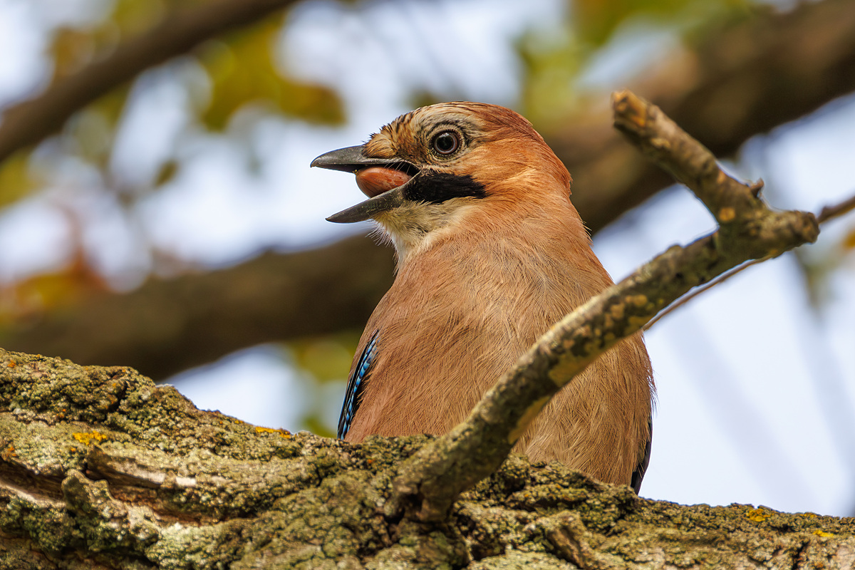 Сойка обыкновенная (Garrulus glandarius), Самарская область, городской округ Самара, сентябрь 2026