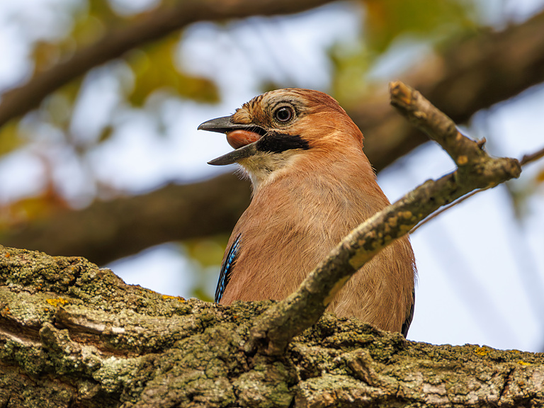 Сойка обыкновенная (Garrulus glandarius), Самарская область, городской округ Самара, сентябрь 2026