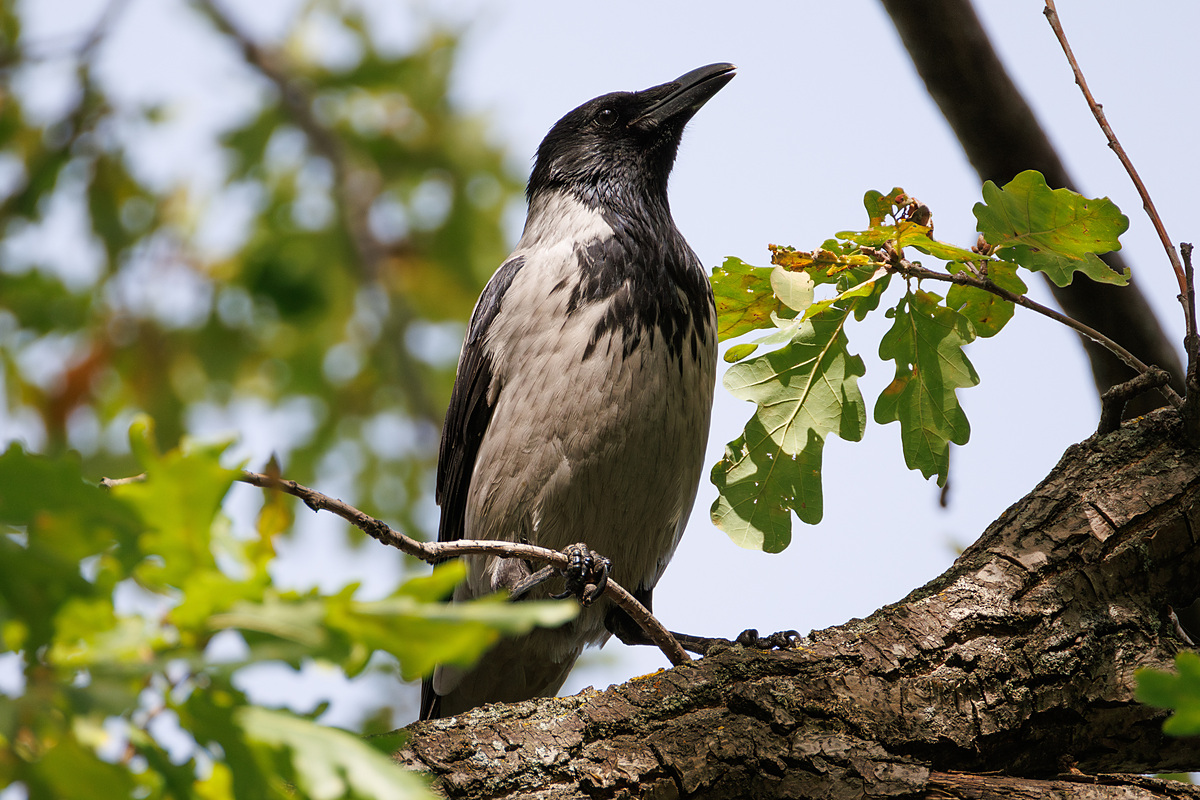Серая ворона (Corvus cornix), Самарская область, городской округ Самара, сентябрь 2026