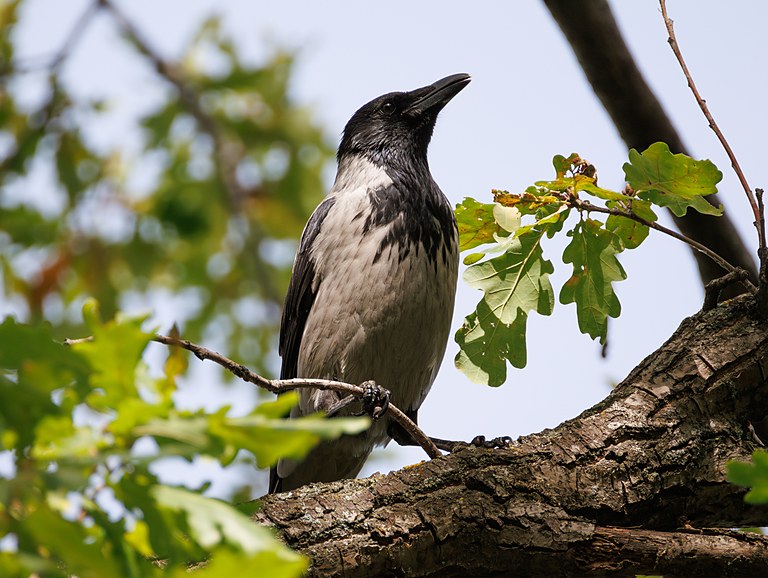 Серая ворона (Corvus cornix), Самарская область, городской округ Самара, сентябрь 2026