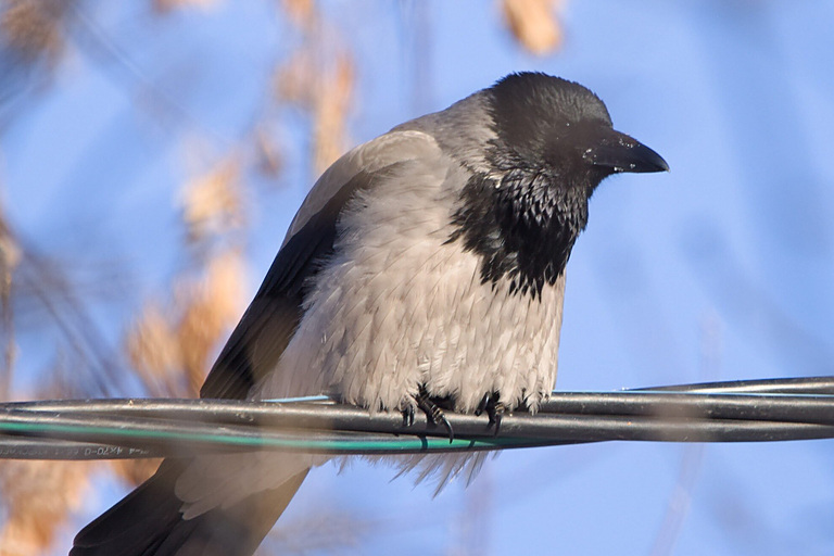 Серая ворона (Corvus cornix), Самарская область, городской округ Самара, январь 2026