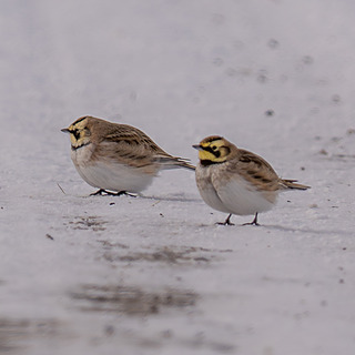 Рогатый жаворонок