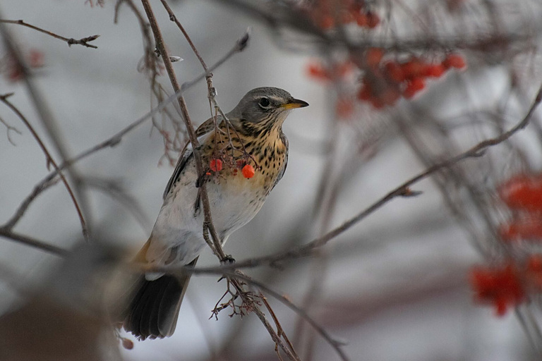 Дрозд-рябинник (Turdus pilaris), Самарская область, городской округ Самара, февраль 2026