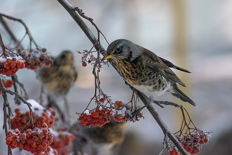 Дрозд-рябинник (Turdus pilaris), Самарская область, городской округ Самара, февраль 2026