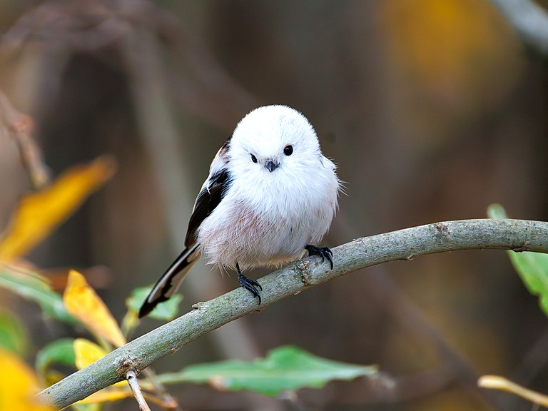Ополовник (Aegithalos caudatus), Самарская область, Волжский район, октябрь 2026
