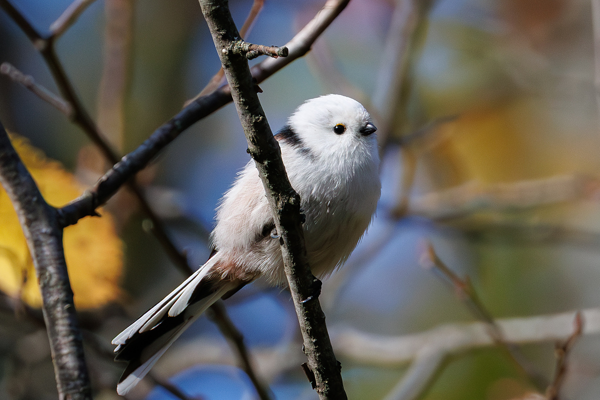 Ополовник (Aegithalos caudatus), Самарская область, городской округ Самара, октябрь 2026
