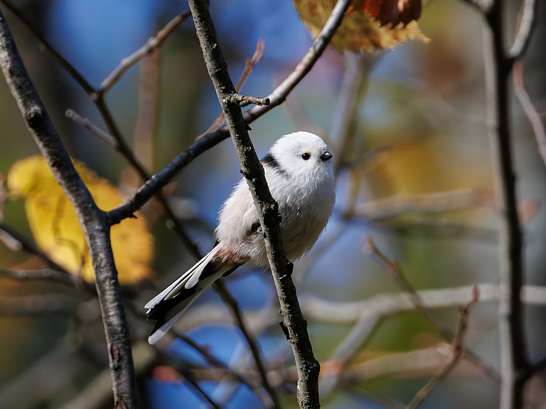 Ополовник (Aegithalos caudatus), Самарская область, городской округ Самара, октябрь 2026