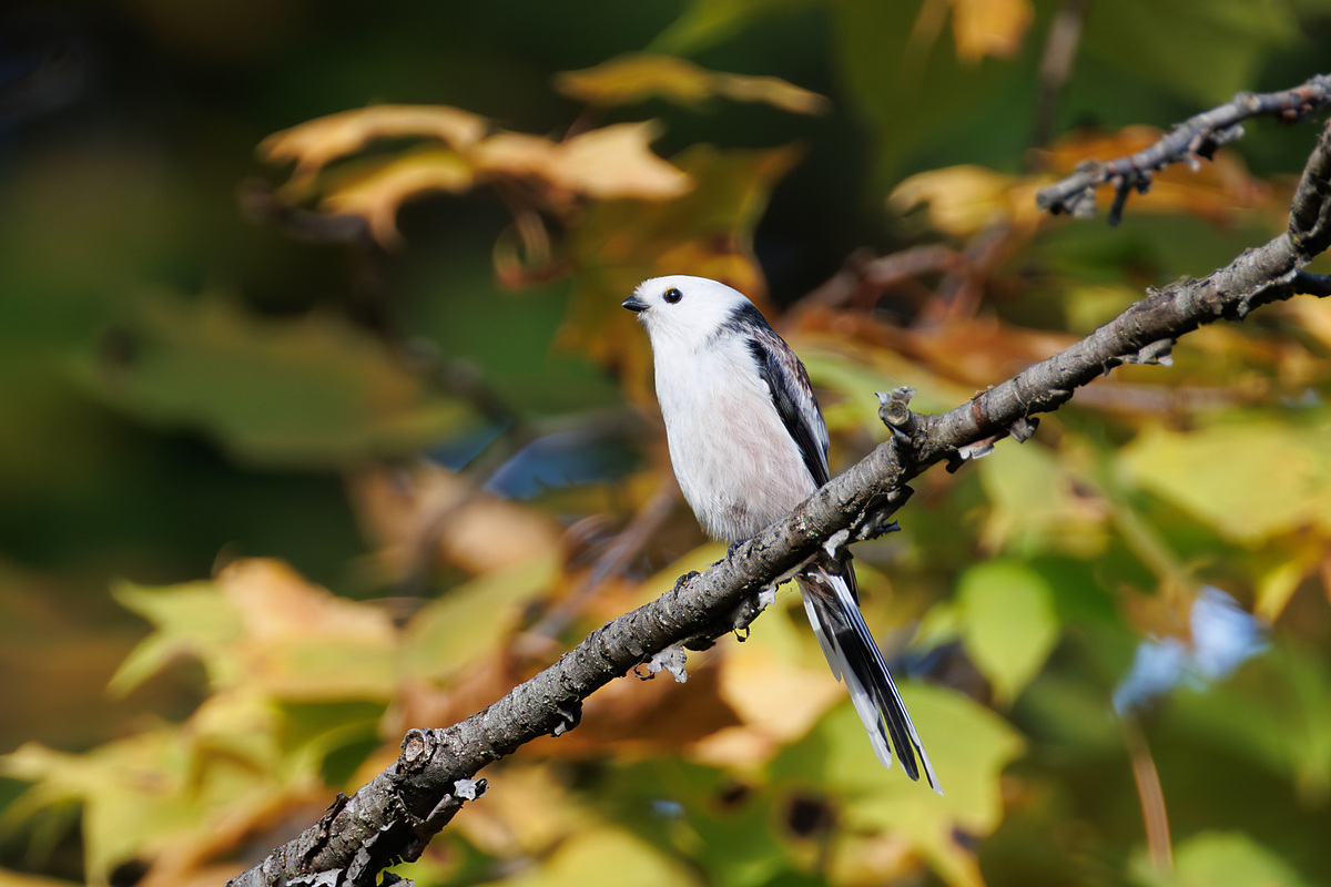 Ополовник (Aegithalos caudatus), Самарская область, городской округ Самара, октябрь 2026