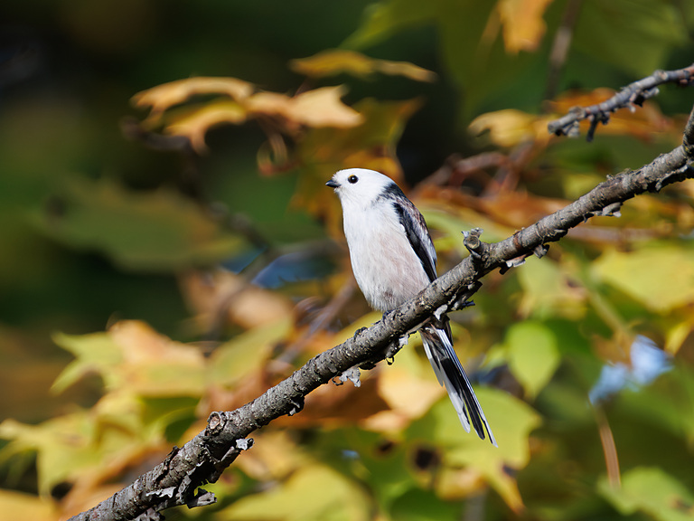 Ополовник (Aegithalos caudatus), Самарская область, городской округ Самара, октябрь 2026
