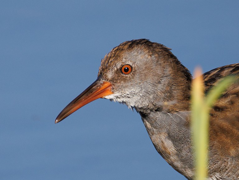Водяной пастушок (Rallus aquaticus), Самарская область, Волжский район, сентябрь 2026