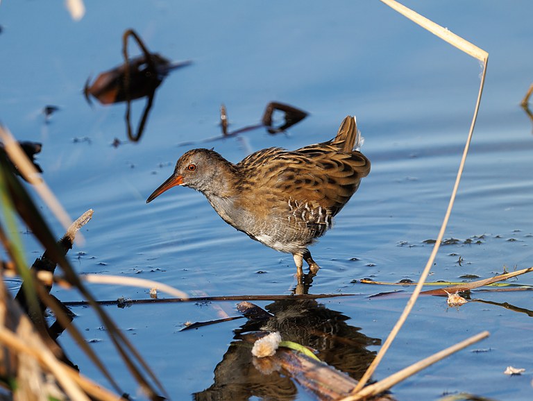 Водяной пастушок (Rallus aquaticus), Самарская область, Волжский район, сентябрь 2026