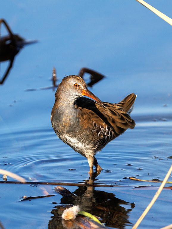 Водяной пастушок (Rallus aquaticus), Самарская область, Волжский район, сентябрь 2026