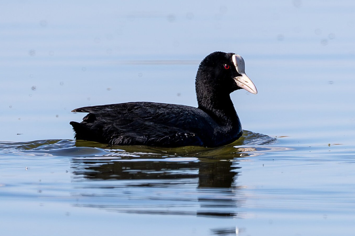 Лысуха (Fulica atra), Самарская область, Волжский район, апрель 2026