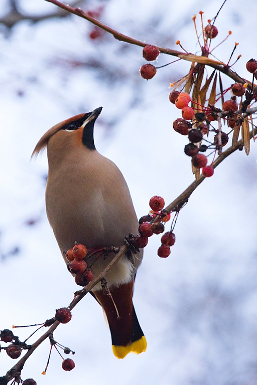 Обыкновенный свиристель (Bombycilla garrulus), Самарская область, городской округ Самара, декабрь 2025