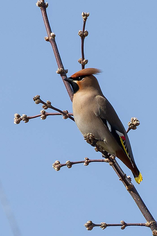 Обыкновенный свиристель (Bombycilla garrulus), Самарская область, городской округ Самара, март 2026