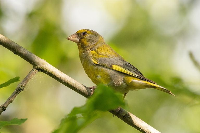 Зеленушка обыкновенная (Chloris chloris), Москва