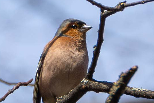 Обыкновенный зяблик (Fringilla coelebs), Самарская область, городской округ Самара, апрель 2026