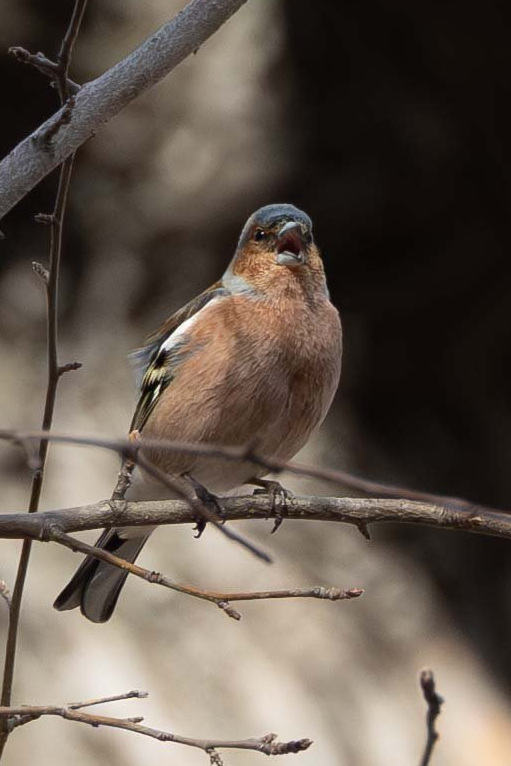 Обыкновенный зяблик (Fringilla coelebs), Самарская область, городской округ Самара, апрель 2026