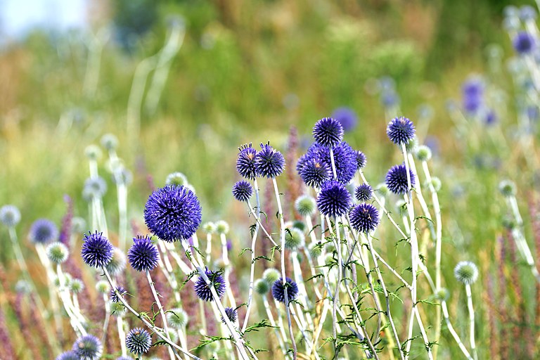 Мордовник обыкновенный