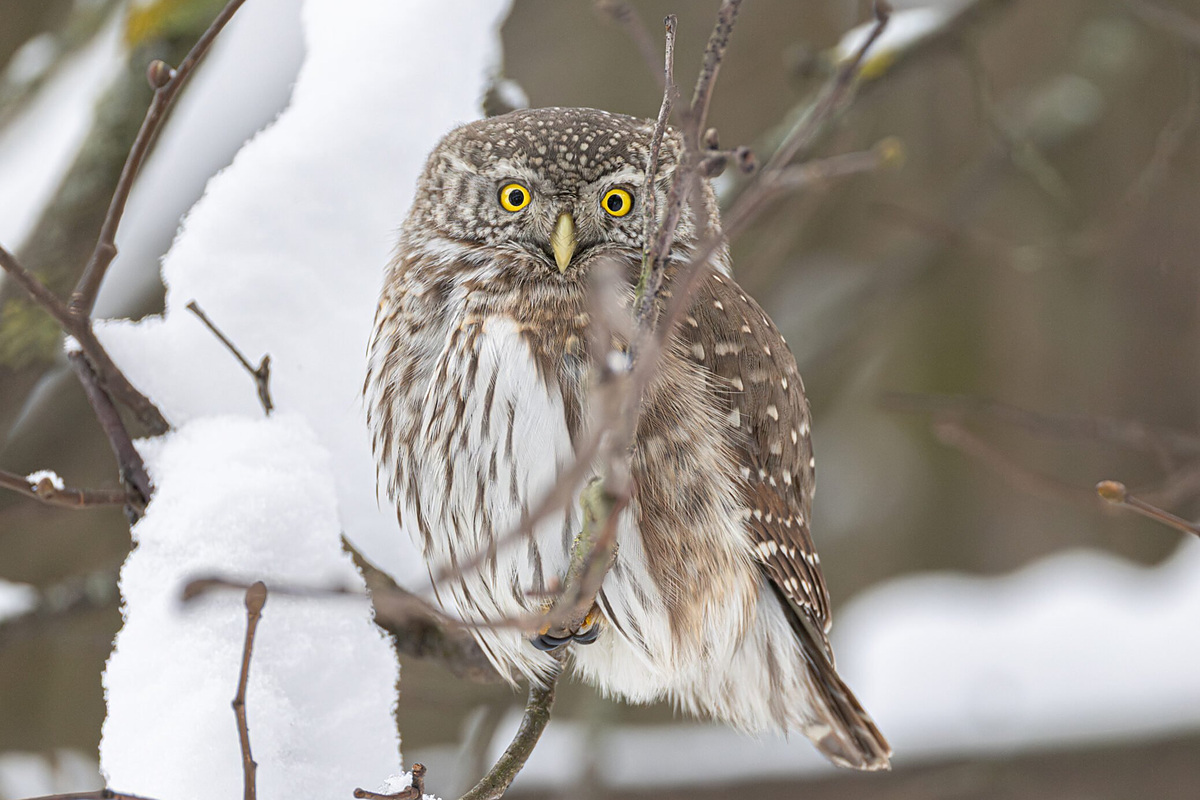 Воробьиный сыч (Glaucidium passerinum), Москва, январь 2026